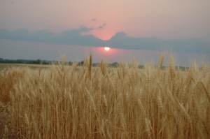 Sunset on the wheat field