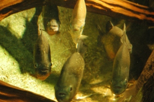 Some hungry-looking piranhas