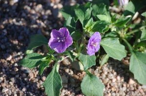 Little purple flower - Safe Haven Farm, Haven, KS