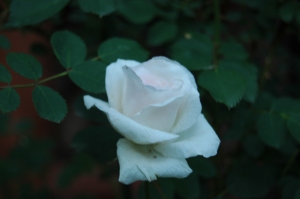 White rose at Glen Eyrie - Colorado Springs, CO