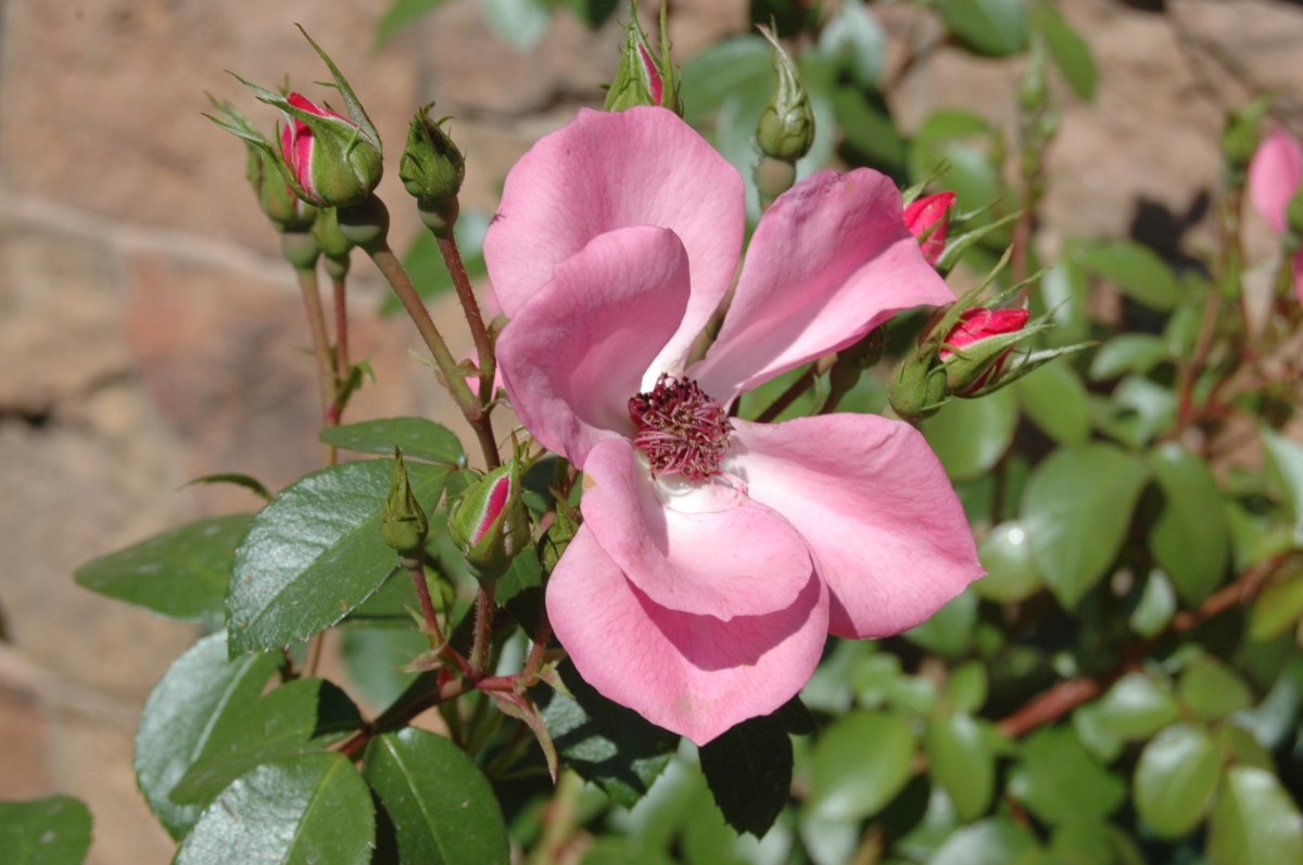 Pretty pink flower - Glen Eyrie, Colorado Springs, CO