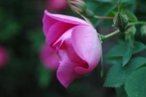 Rose at Glen Eyrie - Colorado Springs, CO