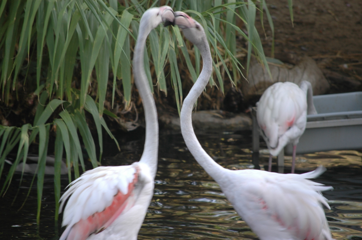 Flamingos fighting at the Sedgwick County Zoo, Wichita, KS