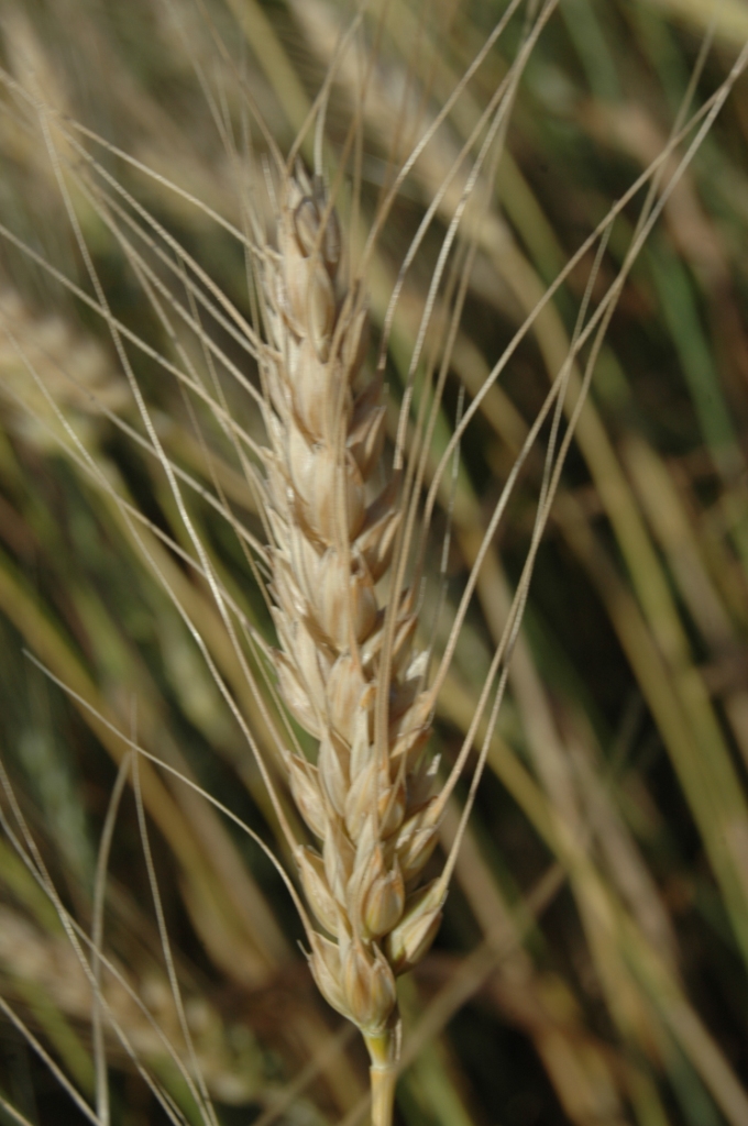 Wheat head close up at Safe Haven Farm, Haven, KS