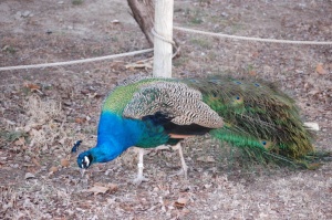Peacock at the Sedgwick County Zoo, Wichita, KS