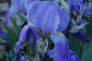 Blooming iris at Glen Eyrie, Colorado Springs, CO