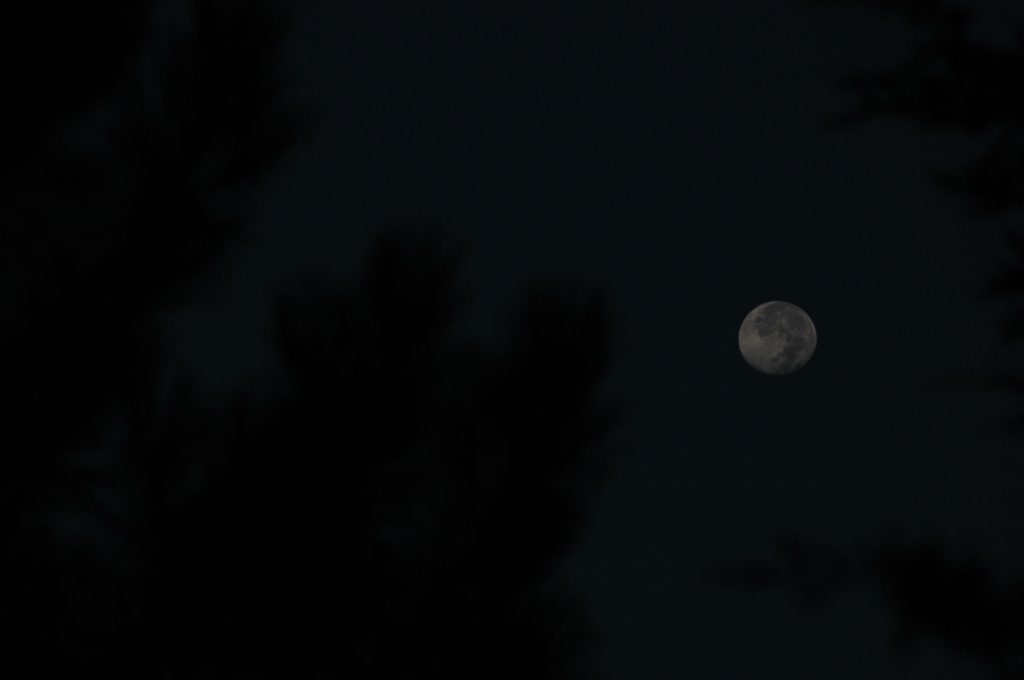 Moon in the pines at Safe Haven Farm, Haven, KS