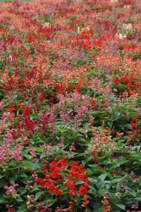 Field of little bright flowers at the Dallas Arboretum, Dallas, TX