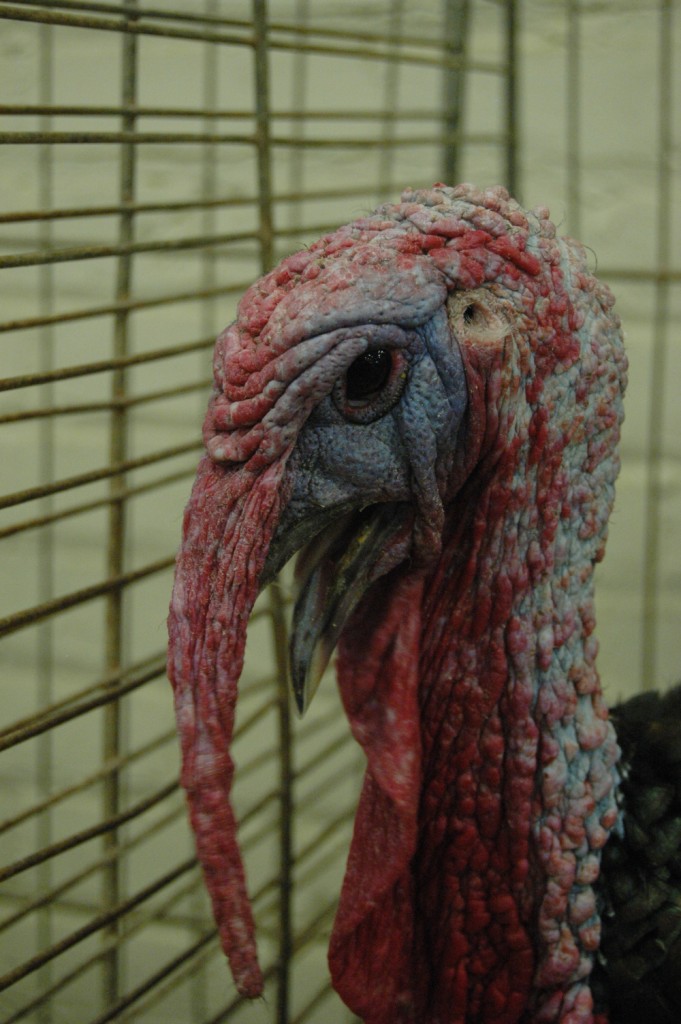Turkey at the Sedgwick County Fair, Hutchinson, KS