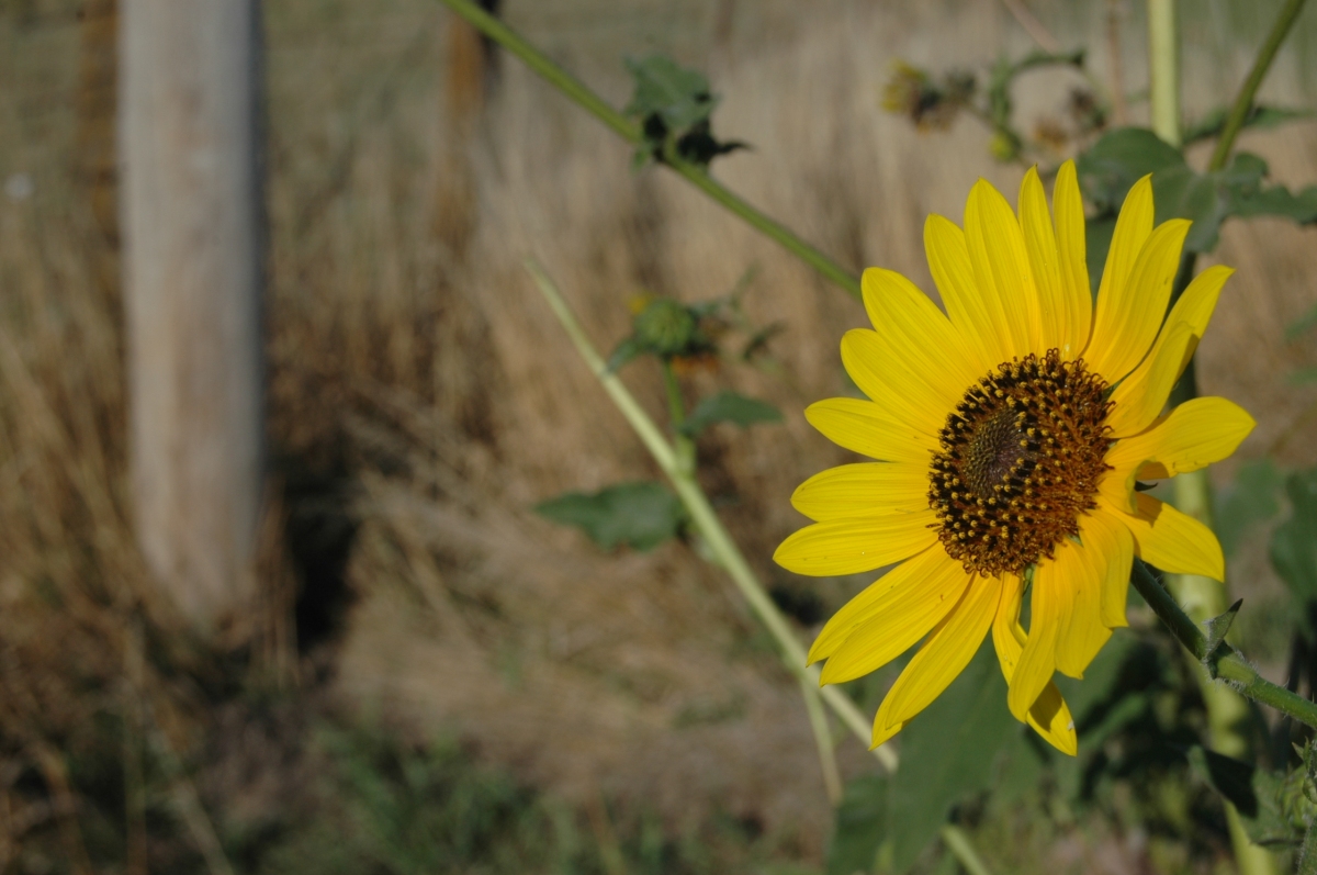 Happy sunflower at Safe Haven Farm, Haven, KS