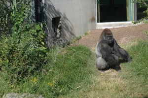 A gorilla in the sun at the Sedgwick County Zoo, Wichita, KS