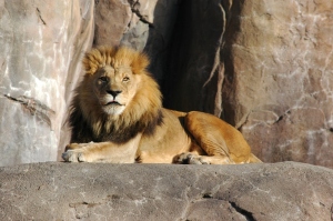 Lion at the Sedgwick County Zoo, Wichita, KS