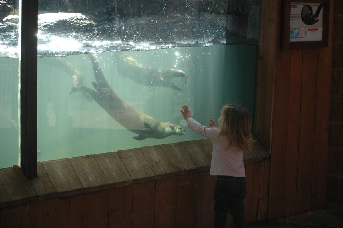Beautiful little girl playing with the otters at the Sedgwick County Zoo, Wichita, KS