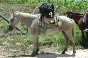 One of the horses that carried our team to the Kekchi village Esfuerzo Dos in Peten, Guatemala