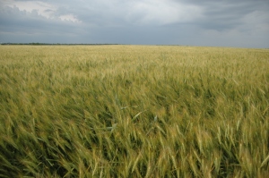 A wheat field before a storm at Safe Haven Farm, Haven, KS